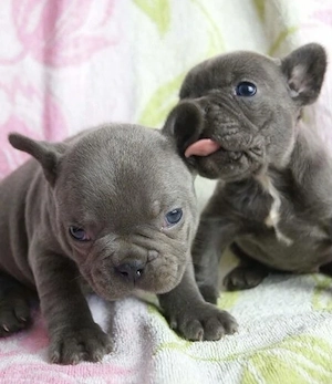 Französische Bulldoggen Welpen 