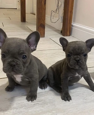 Französische Bulldoggen Welpen  Bild 4