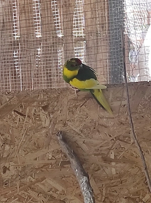 Ziegensittich Pärchen 