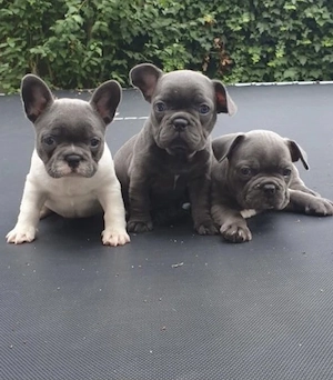 Französische Bulldoggen Welpen 