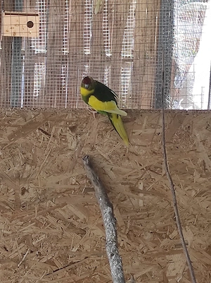 Ziegensittich Pärchen  Bild 3