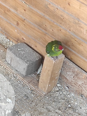 Ziegensittich Pärchen  Bild 2