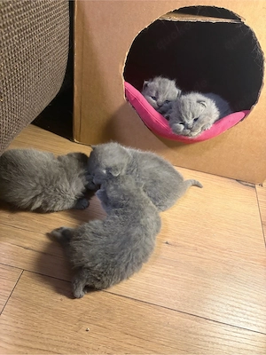 Britisch Kurzhaar (BKH) 