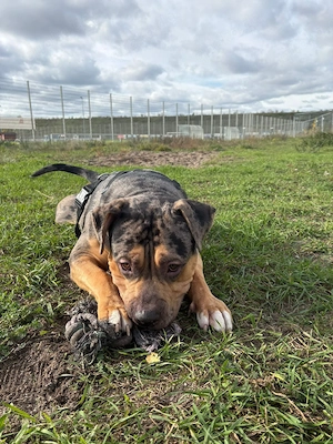 Amerkan Bully XXL  Bild 3