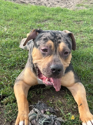 Amerkan Bully XXL  Bild 4