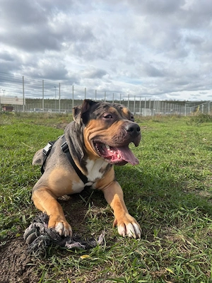 Amerkan Bully XXL  Bild 2