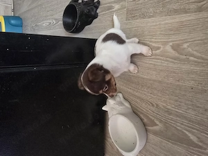  2 Chihuahua Welpen suchen 