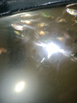 Fische zu verkaufen (Beschreibung lesen!)