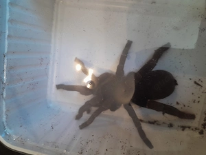Weibliche hystreocrates gigas adult