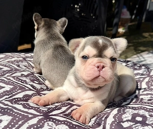 Französische Bulldoggen Welpen suchen Herzplatz