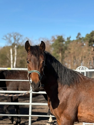 2 J DSP Hengst  Bild 2