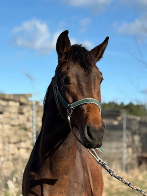 2 J DSP Hengst  Bild 3