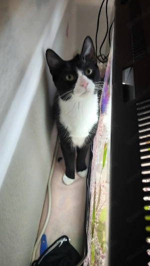 Lio sucht ein für immer Zuhause 