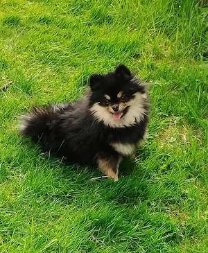 Pomeranian Zwergspitz  Bild 6