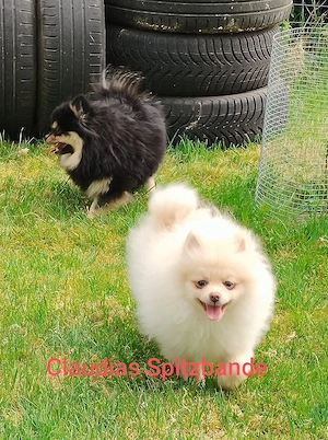 Pomeranian Zwergspitz  Bild 2