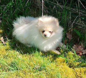 Pomeranian Zwergspitz  Bild 4