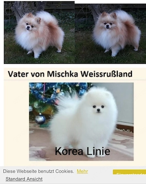 Pomeranian Zwergspitz  Bild 7