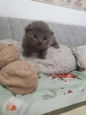Bkh kitten reinrassig blü 