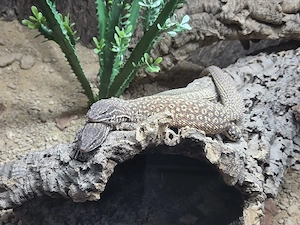 1.2 Stachelschwanzwaran Zuchtgruppe 