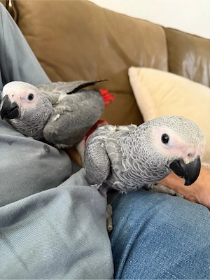 Zwei junge Graupapageien zu verkaufen 