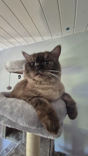 bkh katze sucht dringend zuhause 