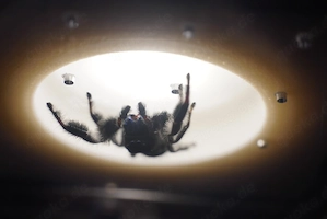Springspinnen Phiddipus regius "North Florida""  Bild 5