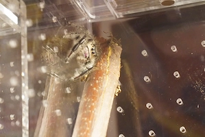 Springspinnen Phiddipus regius "North Florida"" 