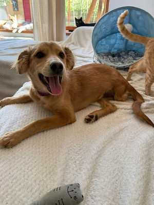 Hope, verspielter Welpe sucht neue Familie