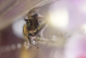 Springspinnen Phiddipus regius "North Florida""  Bild 6