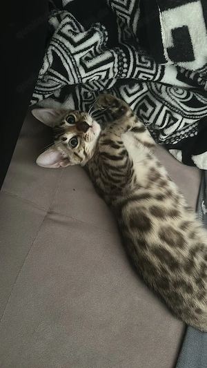 Nur noch ein Bengalkitten in Seal Mink  
