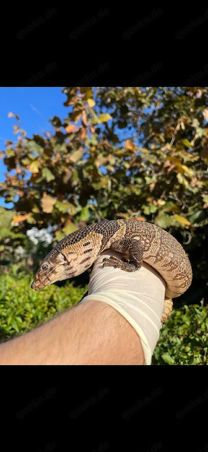 Varanus Dumerilii