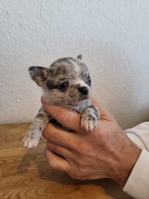 Wunderschöner Chihuahua Welpe (Rüde, blue merle) liebevoll aufgezogen Bild 2