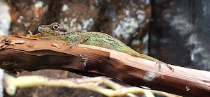 Anolispaare der Arten martinique, grahami, marmoratus und oculatus zu verkaufen