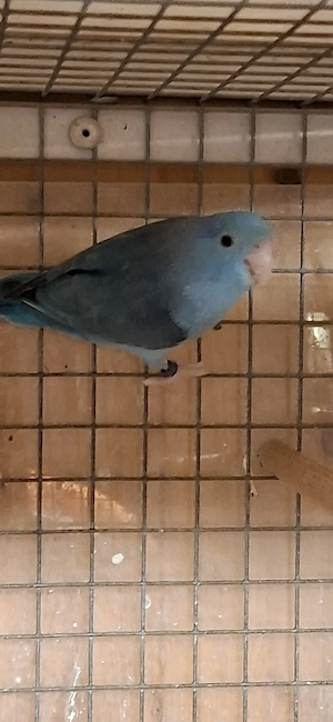 Sperlingpapagein 