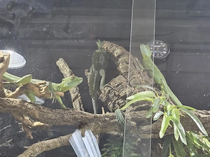 1.2 Zuchtgruppe Stirnlappenbasilisken 