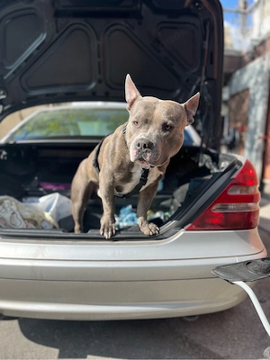 Staffordshire  Rüde