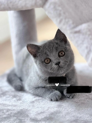 süße bkh kitten ab sofort abholbar 