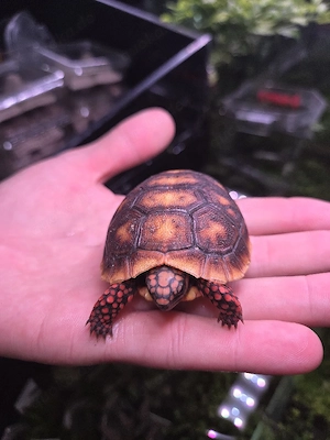 Köhlerschildkröte extrem rot NZ