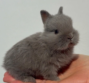 Kleinbleibende Farbenzwerg Zwergkaninchen Kaninchen Minizwerge  Babys Häsin Rammler Zwerge Hase