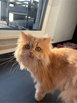 Liebevolle Katze sucht ein neues Zuhause