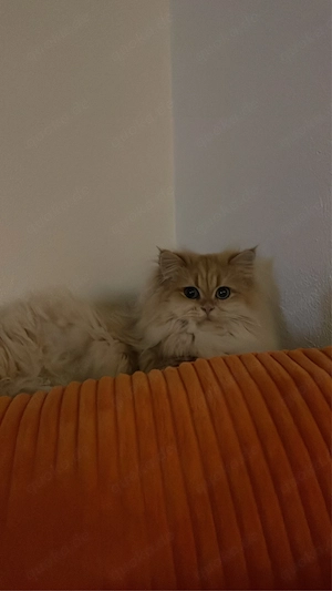 Liebevolle Katze sucht ein neues Zuhause Bild 2