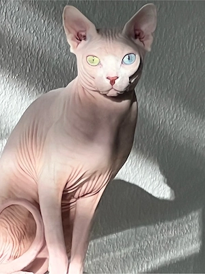 Deckkater mit Tasthaare 