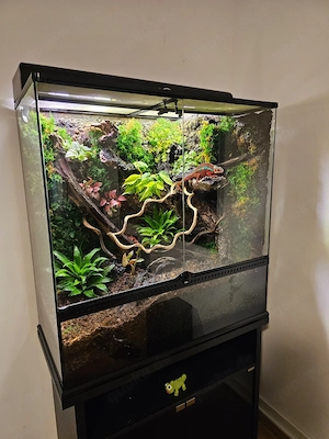 Pantherchamäleon + Exo Terra Kombination 90x90x45cm