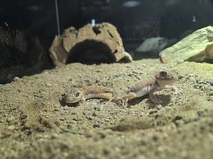 Nephurus levis levis 1.1 Zuchtpärchen