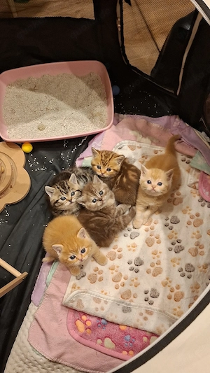 Exklusive reinrassige BKH Kitten   liebevoll aufgezogen   