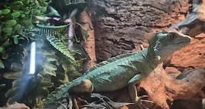 stirnlappenbasilisk männlich 