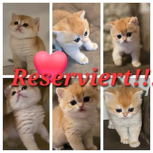 BKH Britisch kurzhaar Kitten 