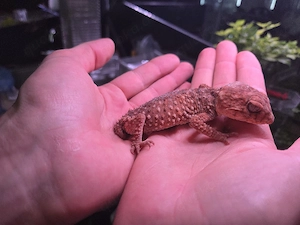 Nephurus Amyae 1.1 Zuchtpaar