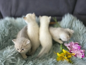 Wunderschöne Bkh Kittis