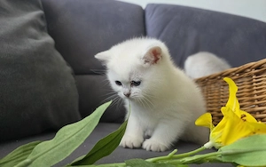Wunderschöne Bkh Kittis mit Stammbaum 